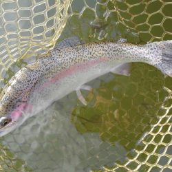 大安トラウトレイク釣果